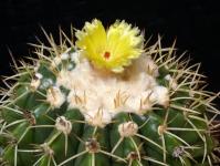 Thumbnail of 1299_Notocactus spec. FR1384_20150615(1).JPG